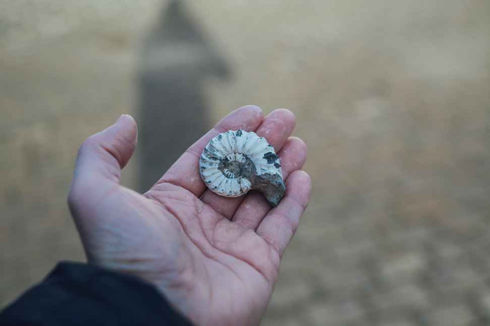 Flinders University Palaeontology Society