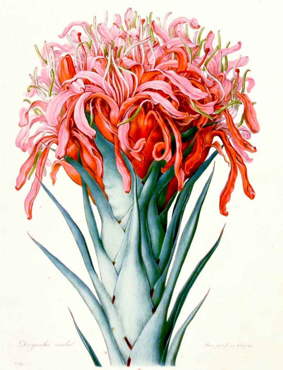 ferdinand-bauer-doryanthes-excelsa.jpg