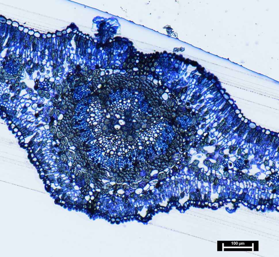 leaf-cross-section-1.jpg