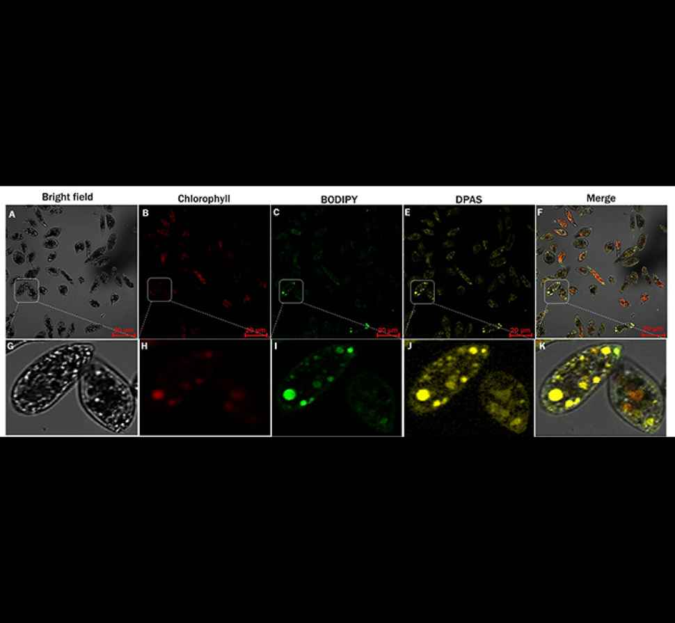 visualisation-and-colocalisation-1.jpg