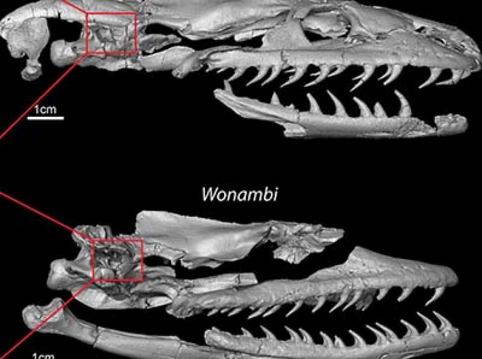 Images highlight the inner ear labyrinths of the fossil snakes Yurlunggur and Wonambi. Courtesy Alessandro Palci, Flinders University and SA Museum.